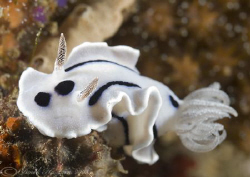 Chromodoris willani. Lembeh straits. D200, 60mm. by Derek Haslam 